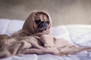 Sad pug experiencing burnout symptoms (JK) under a blanket